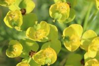 Euphorbia cyparissias