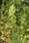 Reseda lutea