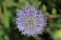 Globularia bisnagarica