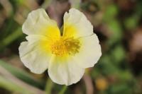 Helianthemum x sulphureum