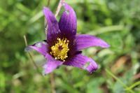 Pulsatilla vulgaris