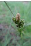 Carex pallescens