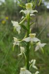 Platanthera chlorantha
