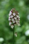 Orchis purpurea