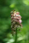 Orchis purpurea
