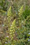 Reseda lutea