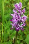 Orchis simia