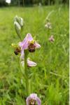 Ophrys apifera