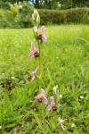 Ophrys apifera