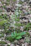 Platanthera bifolia