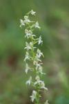 Platanthera bifolia