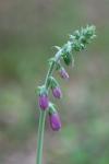 Digitalis purpurea