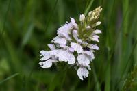 Dactylorhiza maculata