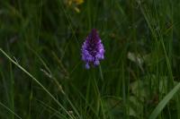 Anacamptis pyramidalis