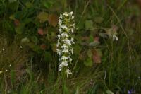 Platanthera chlorantha
