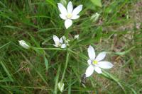 Ornithogalum umbellatum