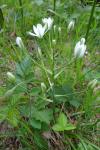 Ornithogalum umbellatum