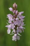Dactylorhiza maculata