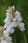 Dactylorhiza maculata