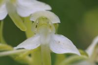 Platanthera chlorantha