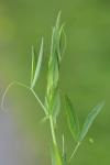 Lathyrus pratensis