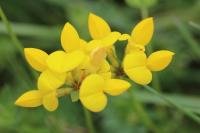 Lotus corniculatus