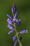 Polygala vulgaris