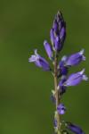Polygala vulgaris