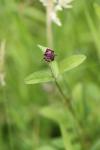 Prunella vulgaris