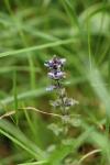 Ajuga reptans
