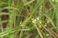 Galium mollugo