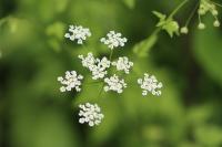 Chaerophyllum temulum