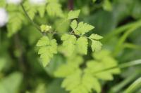 Chaerophyllum temulum