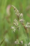 Dactylis glomerata