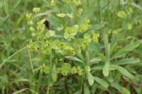 Euphorbia amygdaloides