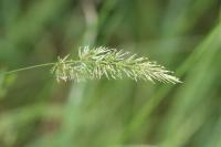 Anthoxanthum odoratum