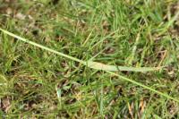 Anthoxanthum odoratum