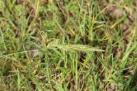 Anthoxanthum odoratum