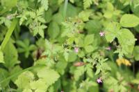 Geranium robertianum