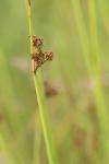 Juncus effusus