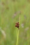 Juncus effusus
