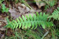 Polypodium
