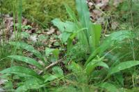 Pulmonaria officinalis