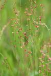 Rumex acetosella