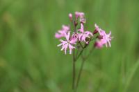 Lychnis flos-cuculi