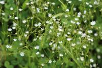 Stellaria graminea