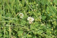 Trifolium repens