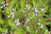 Veronica officinalis