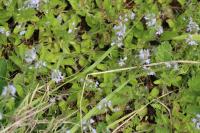 Veronica officinalis