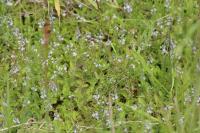 Veronica officinalis